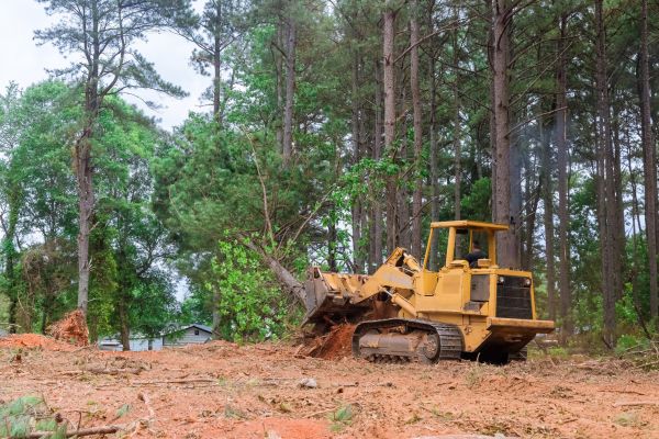 Forestry Clearing in Danville