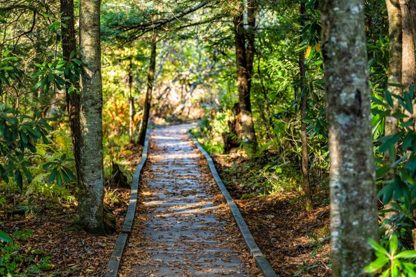 Trail Clearing in Danville
